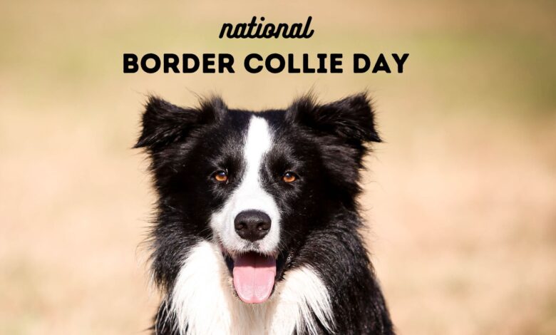 black and white border collie with words National Border Collie Day at top of image