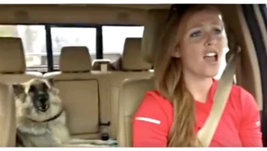 Dog’s ‘Favorite Song’ Comes On Radio, Mom Decides To Join In For Duet-Performance