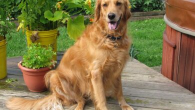 Are Golden Retrievers Safe in Cold Weather?
