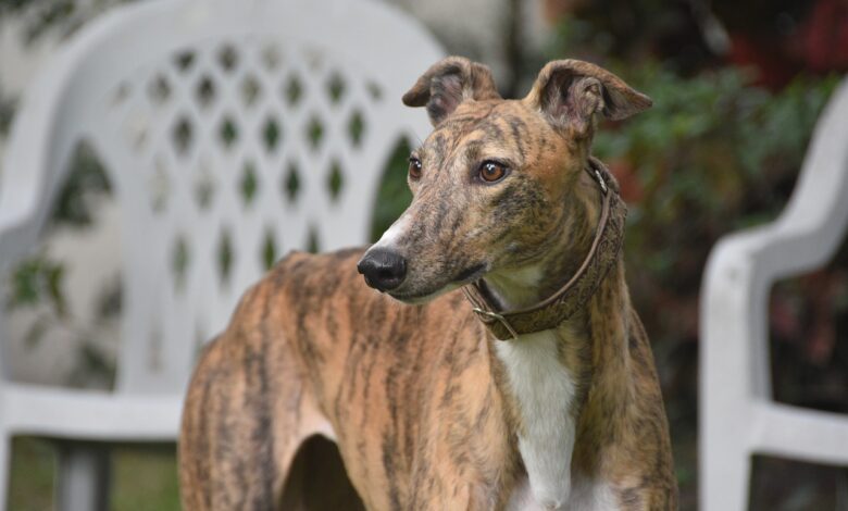 What's The Best Age to Spay a Female Greyhound?