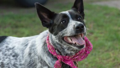 What's The Best Age to Neuter a Male Australian Cattle Dog?