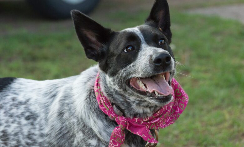 What's The Best Age to Neuter a Male Australian Cattle Dog?