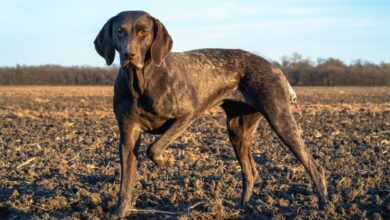 Can a German Shorthaired Pointer Live in An Apartment?