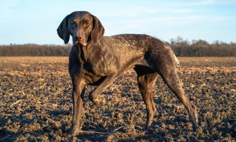 Can a German Shorthaired Pointer Live in An Apartment?