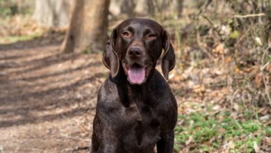 How Much Does a German Shorthaired Pointer Bark?
