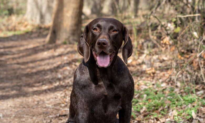 How Much Does a German Shorthaired Pointer Bark?