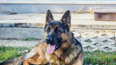 Can a German Shepherd Live in An Apartment?