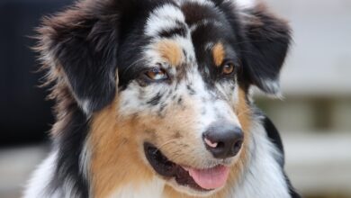 What's The Best Age to Spay a Female Australian Shepherd?