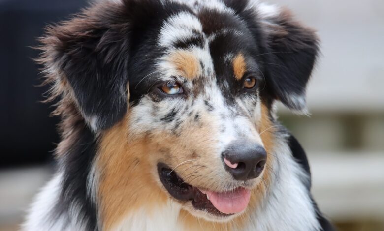 What's The Best Age to Spay a Female Australian Shepherd?