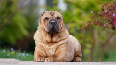 What's The Best Age to Neuter a Male Shar Pei?