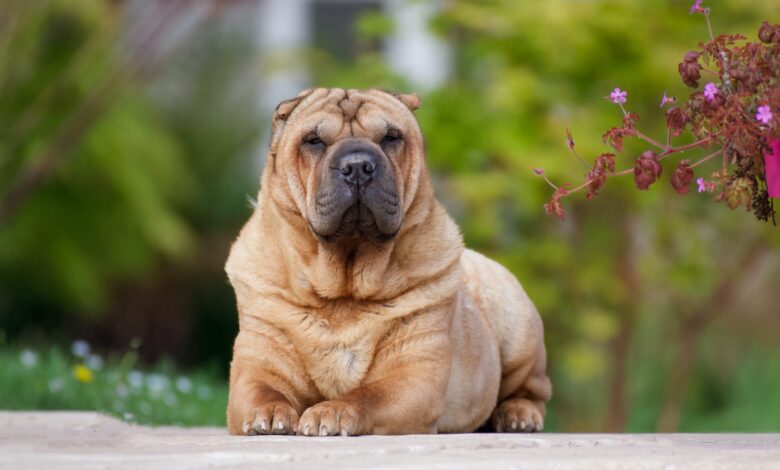 What's The Best Age to Neuter a Male Shar Pei?