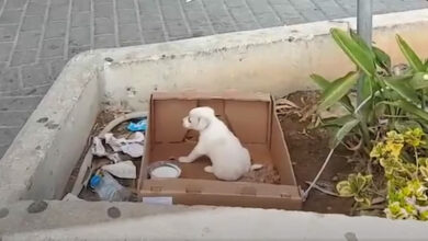 Small Puppy Dumped Outside Of A Supermarket Sat Crying Out For Help