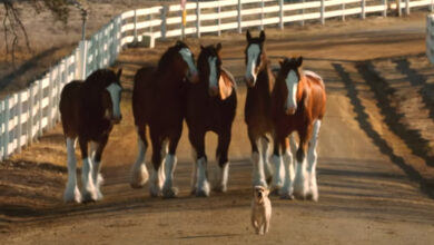 Budweiser Clydesdales & Puppy Friend Are Back Together In Reunion Commercial