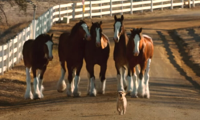 Budweiser Clydesdales & Puppy Friend Are Back Together In Reunion Commercial