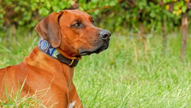 How Much Exercise Does a Rhodesian Ridgeback Need?