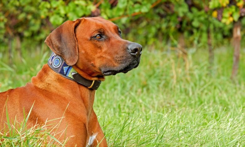 How Much Exercise Does a Rhodesian Ridgeback Need?