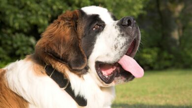 10 Dog Breeds with the Best Sense of Direction