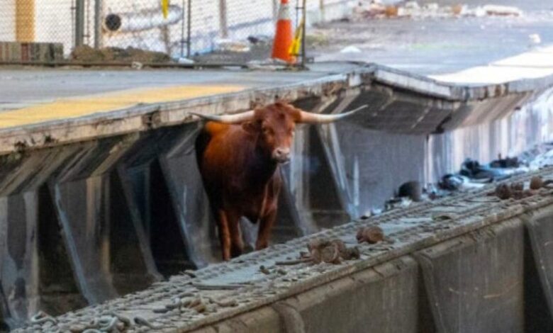 Loose Bull In New Jersey Train Station Surprises Witnesses, Delays Commutes