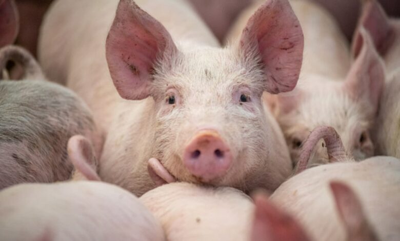 China is 'on the verge of deflation'; falling pork prices not helping