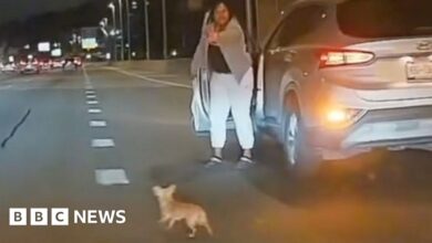 Watch: Motorists block road to save runaway chihuahua