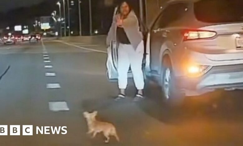 Watch: Motorists block road to save runaway chihuahua