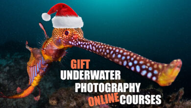 The Underwater Club: Gift an Online Course