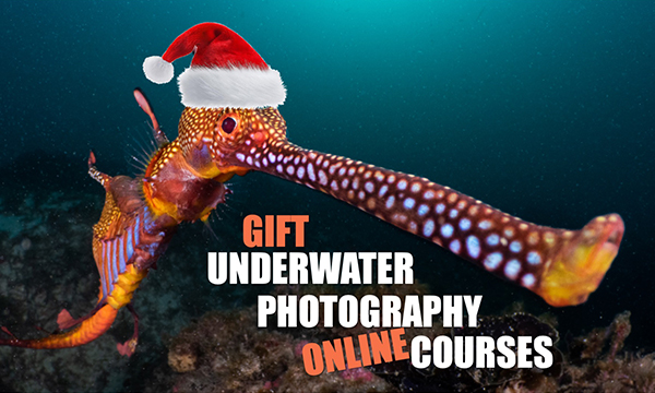 The Underwater Club: Gift an Online Course