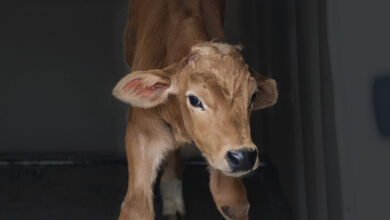 Newly-Released: Calves Mutilated by Mexico’s Dairy Industry