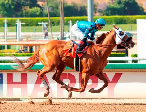 Speedster Bolden to Stud at Rancho San Miguel in CA