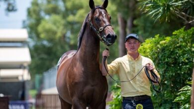 Surging Zarastro to Target Magic Millions Cup
