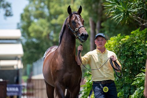 Surging Zarastro to Target Magic Millions Cup