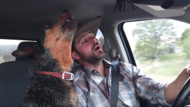 Dog Loves Country Music, But One Song Is Her 'Very Favorite'