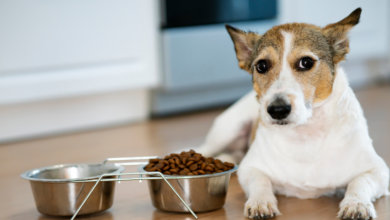 Popular Dog and Cat Food Recalled for Salmonella and Listeria