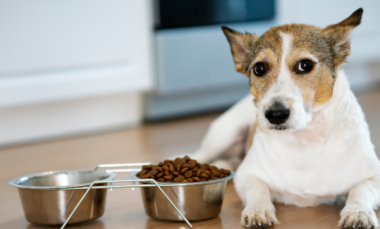 Popular Dog and Cat Food Recalled for Salmonella and Listeria