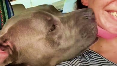 Woman Tries Not To 'Foster Fail' Her Second Pit Bull
