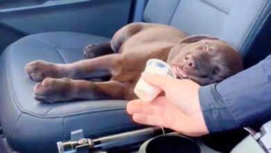 Whiff Of 'Whipped Cream Goodness' Rouses Police Puppy From Deep Sleep