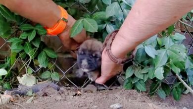 Woman Twists And Pulls Puppy Stuck In Fence To Free Him