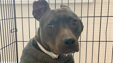 Woman Brings Home Black Pit Bull When No One Else Would