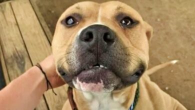 'Distraught' Pit Bull Put All His Faith Into Woman That Opened His Kennel Door