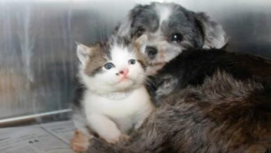 Stray Dog Climbs Down Ravine To Save 'Crying' Kitten That Needed A Mom