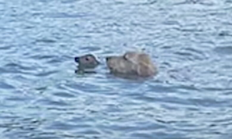 Dog Flees House To Aid 'Creature' With Nose Barely Above Lake Water