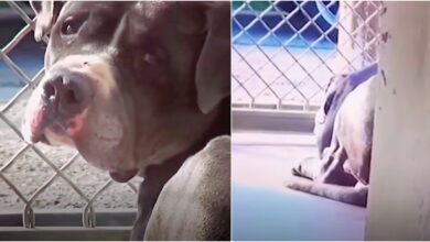 Man Adopts Pit Bull, Can't Sleep Thinking About The Other Dog He Left There