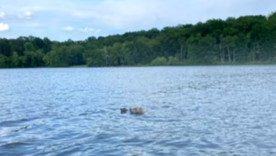 Terrified Baby Fawn Starts Drowning But A Brave Hero Dog Decides To Jump Into Lake