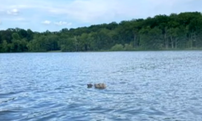 Terrified Baby Fawn Starts Drowning But A Brave Hero Dog Decides To Jump Into Lake