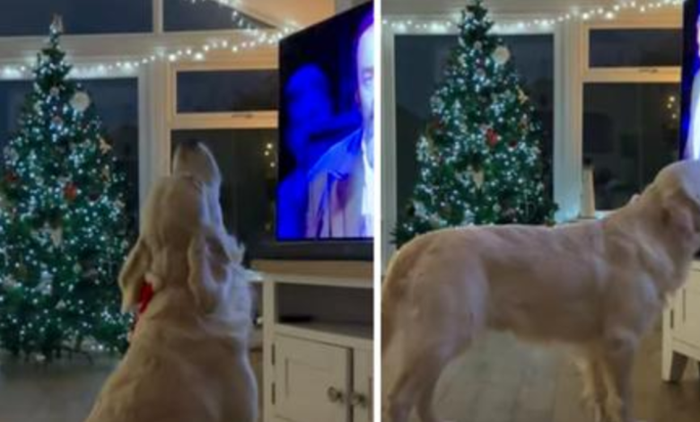 Jolly Golden Retriever Plops In Front Of The TV & Sings Along To White Christmas