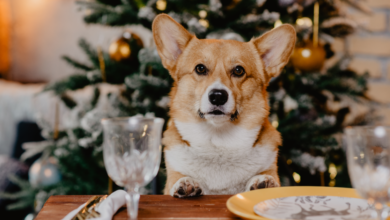 12 Unsafe Foods For Dogs