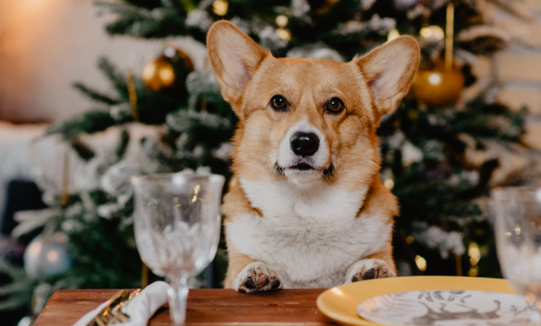 12 Unsafe Foods For Dogs