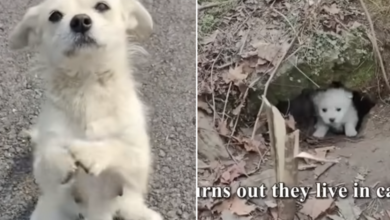 Mother Dog Blocks The Road And 'Begs' Food For Her Little Puppies