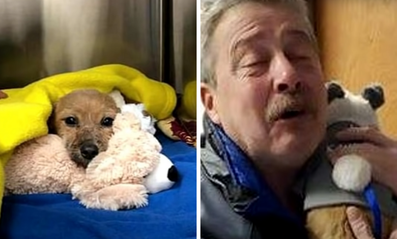 Guy Saves Battered Puppy And Finally Comes Forward To Collect His ‘Reward’