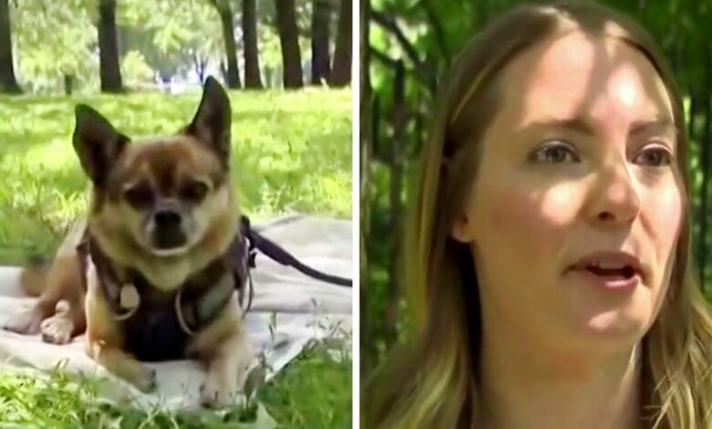 Woman Sees A Couple Walking Her 'Stolen' Dog, Walks Up And Snatches Her Dog Back